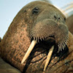 Meet your Posher, Dylan